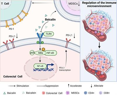 Multiple roles of baicalin and baicalein in the regulation of colorectal cancer